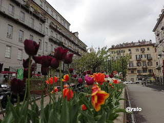 Tulipani in piazza Emanuele Filiberto