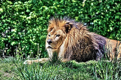 Stunning HDR Photo of  Animal Seen On www.coolpicturegallery.net