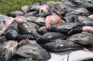 Harga Supplier Jual Ikan Nila Bibit dan Konsumsi Kendari, Sulawesi Tenggara