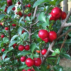 Bibit Pohon Cherry Barbados Langsung Dari Pembudidaya
