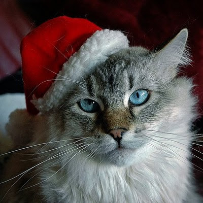 Funny Christmas Animal 2012
