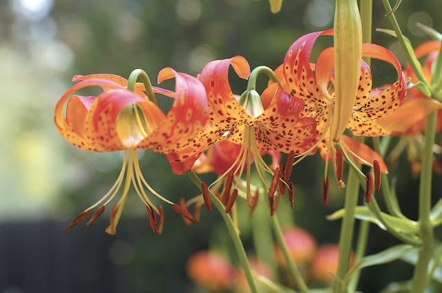 Лилия леопардовая (Lilium pardalinum)