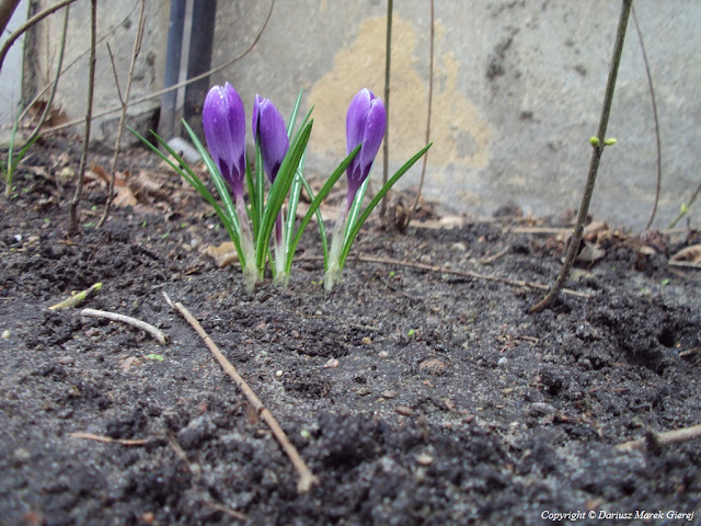 Krokus, Łódzki Ogród Botaniczny im. Jakuba Mowszowicza. fot Dariusz Marek Gierej