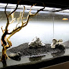 Cara Membuat Aquascape Tema Tebing