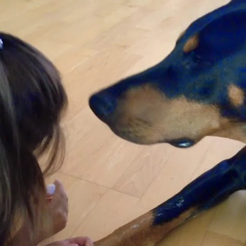 tarahana rumble! 3-yrs-old Siena is Giving Buddha The Doberman a Mani-pedi!