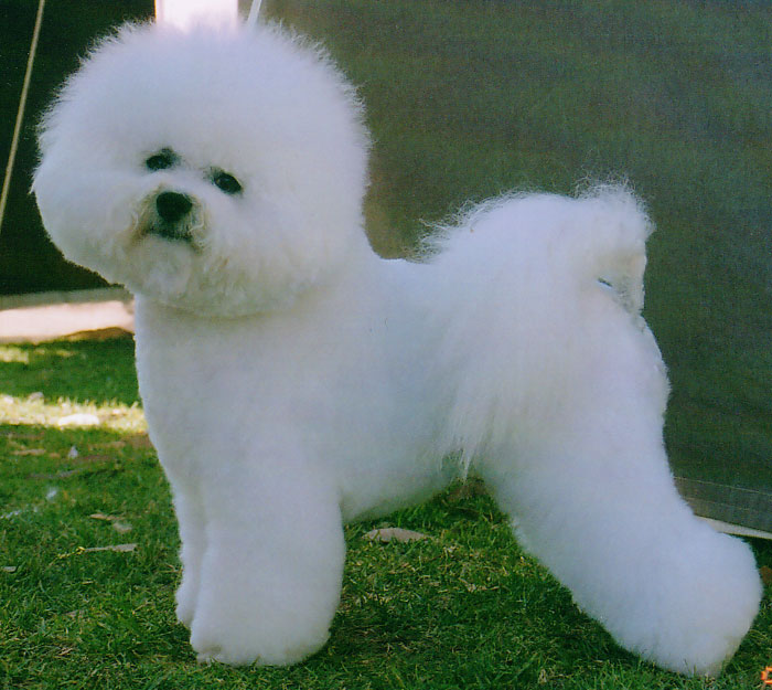 The dog in world: Bichon Frise dogs