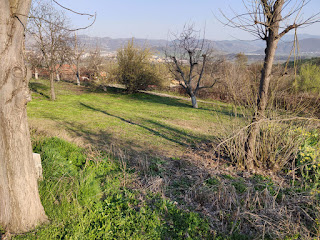 A much tidier looking grass lawn (more to be done though)