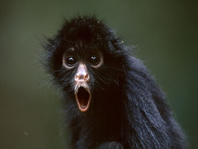 Black Spider Monkey