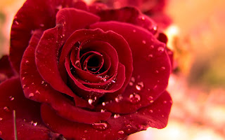 Red Rose HD Wallpapers