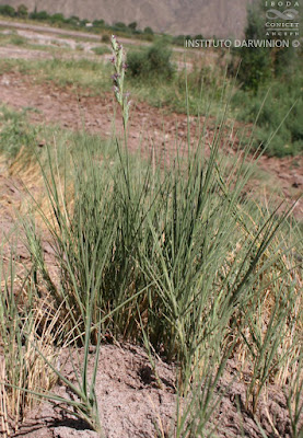 Pichana del indio (Distichlis scoparia)