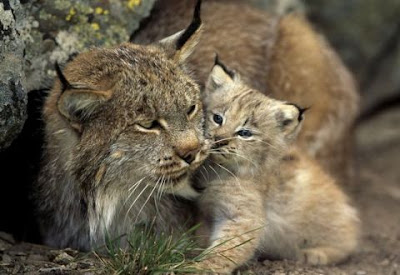 Lynx+Cat