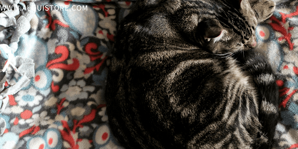  Cats Sleep: Unraveling the Mysteries of Feline Slumber