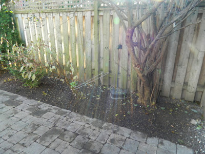 Greektown on the Danforth Fall Backyard Garden Cleanup after by Paul Jung Gardening Services