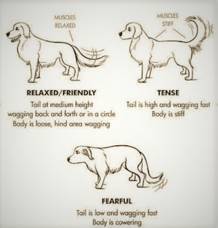 Dog Body Language & How They Communicate With Humans