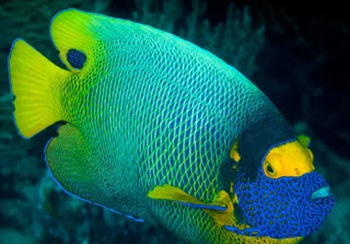 Ini dia 10 ikan termahal di dunia Harganya Sampai $4000 Dollar Amerika. ALAM Spesies ikan ini berharga, langka dan terancam punah. ini adalah 10 ikan termahal di dunia Angelfish bertopeng dapat dibeli seharga 15.000 euro.