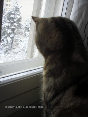 British shorthair cat by the window