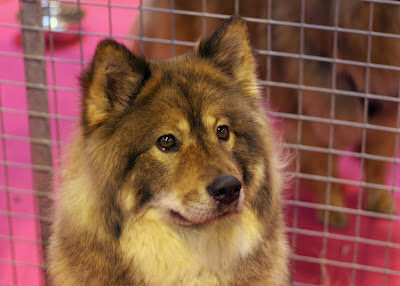 eurasier dog