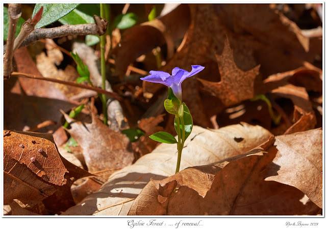 Ogilvie Forest: ... of renewal...