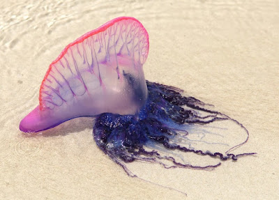 8. "It" wants us to look on in curiosity, no wonderment. The warning of the Blue Bottle Jellyfish with stingers.