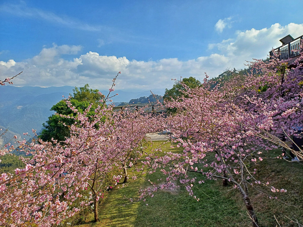 嘉義番路隙頂觀景台賞櫻花雲海，停車方便，附近還有茶園飄著茶香