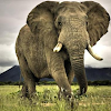 ≈ Contoh Descriptive Text About Elephant / Gajah Terbaru dan Artinya