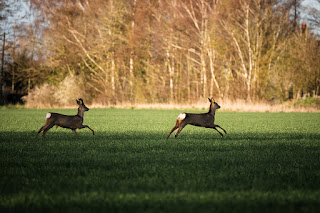 Deer Photo | Sutton Bridge | Sony RX10 IV