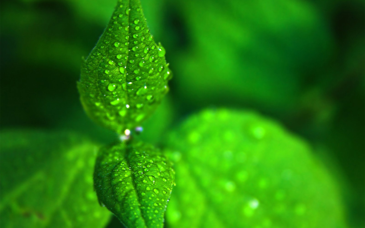 Fresh Green Leaf Wallpapers   1000 Desktop Wallpaper