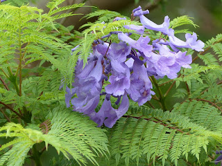 Jacaranda mimosifolia - Jacaranda à feuilles de mimosa - Flamboyant bleu