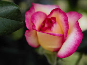 Rose Flower Wallpaper 5 (rose flower www free wall paper com )