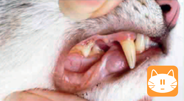 worms in kittens