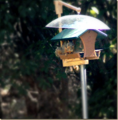 squirrel on feeder