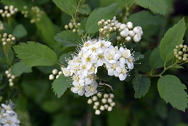 rosespirea