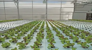 Growing plants without soil, Hydroponic garden, Hydroponic system, Hydroponics plants,