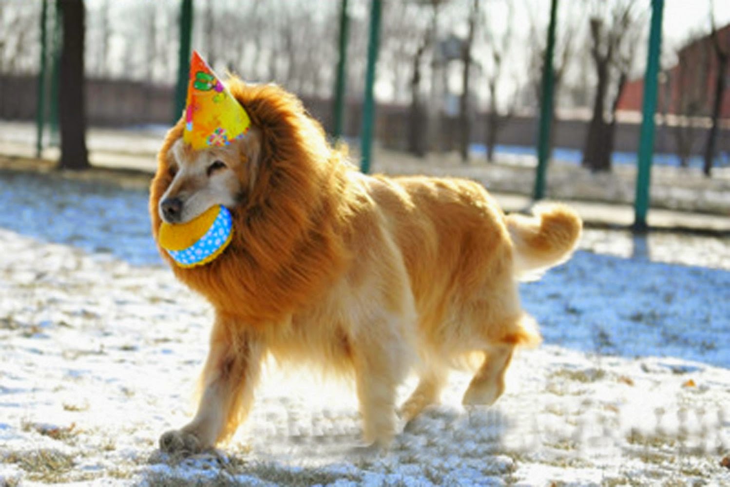 Halloween costume Lion's Mane head piece