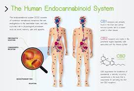 cbd endocannabinoid