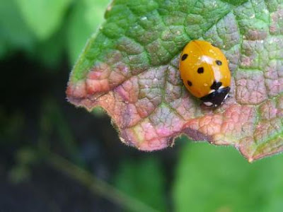 Coccinella 7-punctata, Ladybird