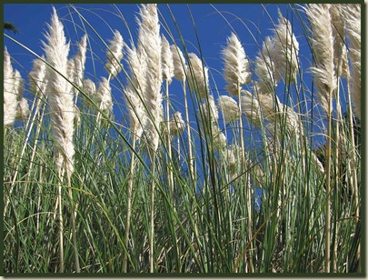 Rushes on the south coast near Lymington