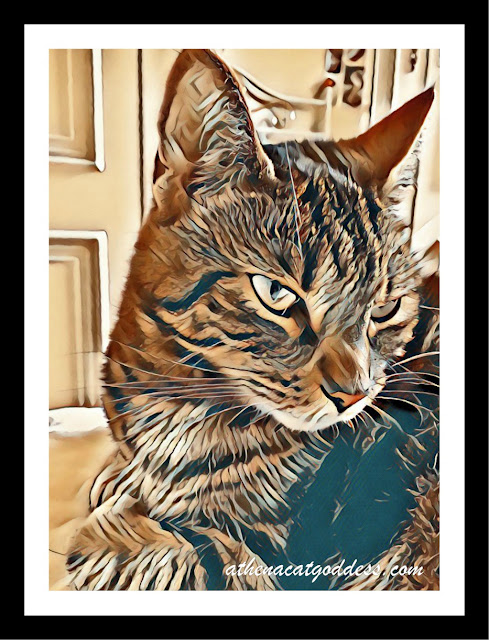 Caturday Art