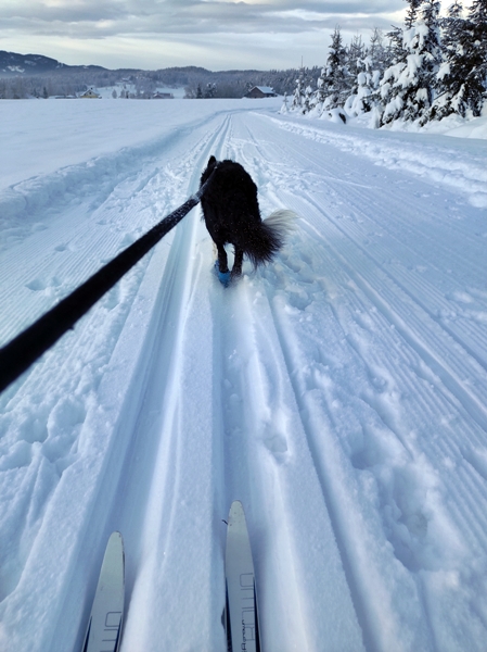 border collie igletjern skitur