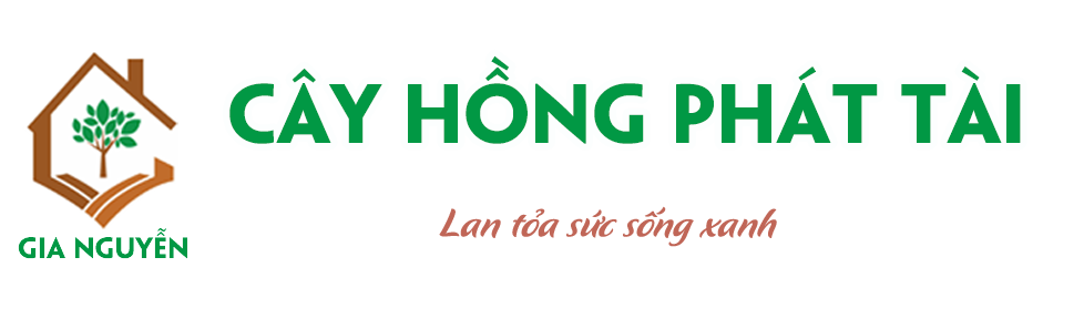 Cây Hồng Phát Tài