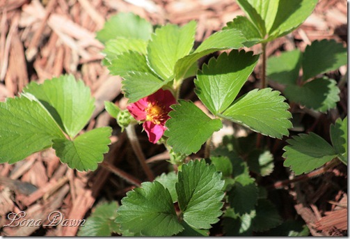 Fragaria_Lipstick