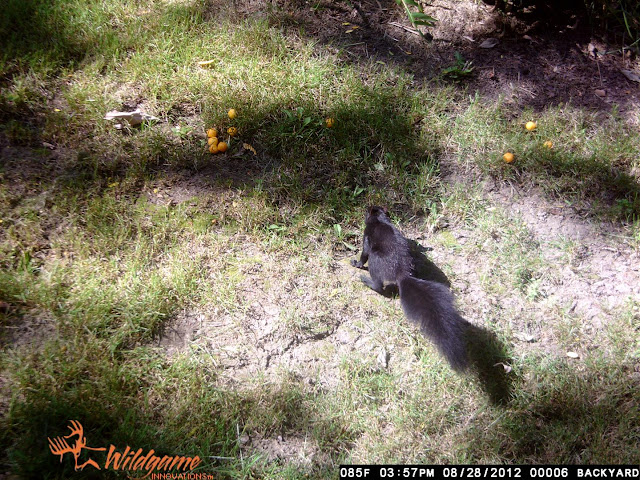 trail cam squirrel, cheeseballs, bait, time, yard, backyard