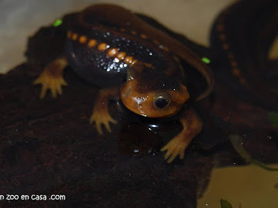 Tritón cocodrilo del Himalaya