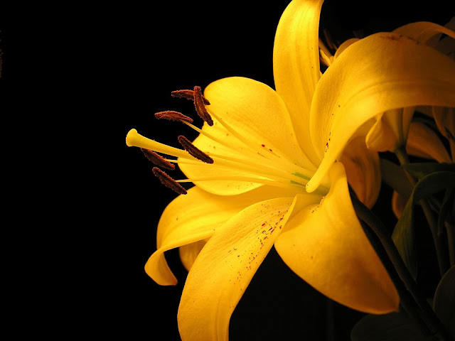 Flores Amarillas - Yellow Flowers