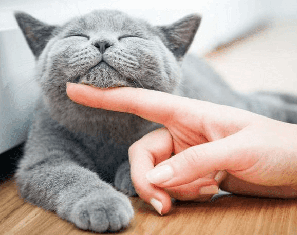 12 Fakta Tentang  Hewan  Peliharaan  Kucing  yang Orang 