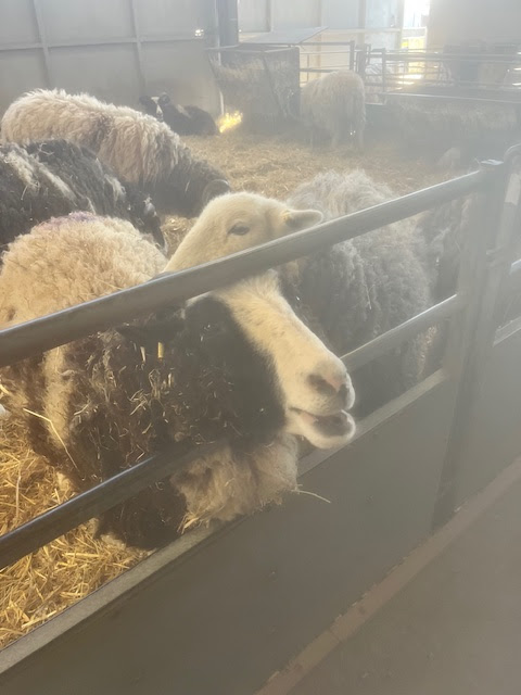 A sheep lying in a pen, head raised, looking around curiously.