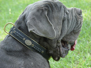 mastiff dog english tibetan korean puppy breeds hound canine pooch canis bow-wow despicable fellow qen txakurra gos pas hond koer aso koira kutya hundur madra pets huisdieren animaux de compagnie Haustiere de companie husdjur Evcil Hayvan anifeiliaid anwes domace zvali augintiniai alagang hayop domaci zvirata kucni ljubimci animals domestics maskotak animal pets info