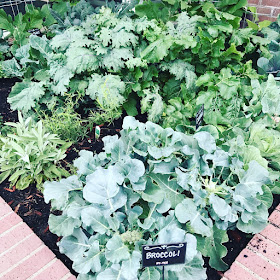 Garden Photo Mid Summer