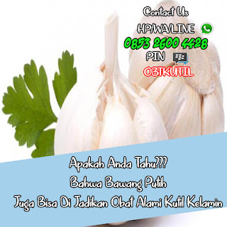 Obat Krim Kutil Kelamin Herbal