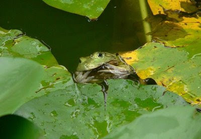 BullFrog And The Unlucky Sparrow